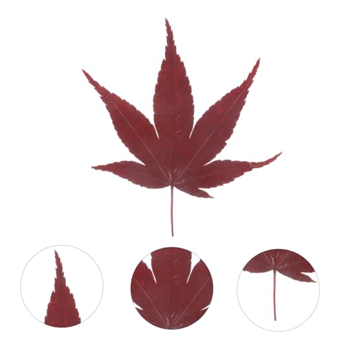 30pcs Sushi Leaves Tray Sashimi Backdrop Japanese Sushi Tray Decor Natural Maple Leaf Decor Serving Leafs Sashimi Dispenser Maple Food Photography for Dessert and Baking
