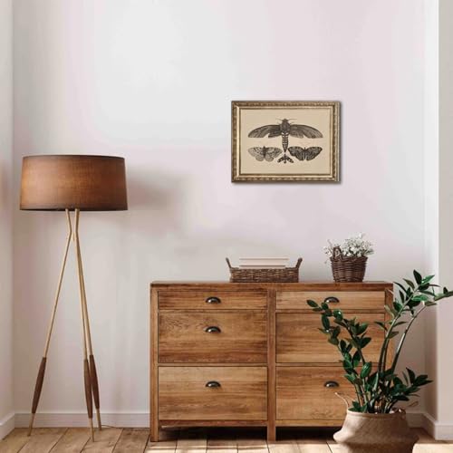 uniro Vintage Wall Art Prints, Moody Moth and Butterfly Wall Painting Canvas Prints, Antique Dark Cottage Room Decor Butterfly Sketch Oil Painting, Rustic Neutral Insect Aesthetic Wall Decor Vintage Art Pictures for Bedroom Gallery Bathroom Decor( 8" x 10