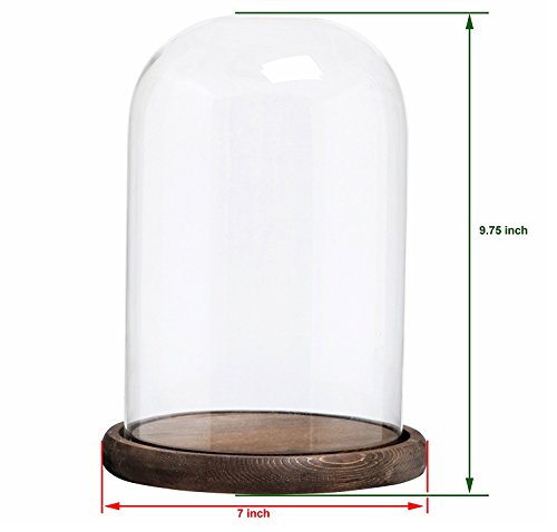MyGift The Bell Jar Glass Cloche with Rustic Wood Base, 10 Inch Tall Clear Decorative Glass Dome Display for Plants, Curios, Keepsakes, Heirlooms - color: Burnt Wood