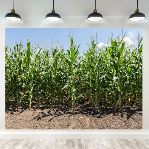 10x6.5ft Cornfield Backdrop Green Corn Stalks Farm Landscape Photography Background Corn Maze Fall Harvest Theme Party Decor, Adults Kids Portrait Studio Props - size: 10X6.5FT