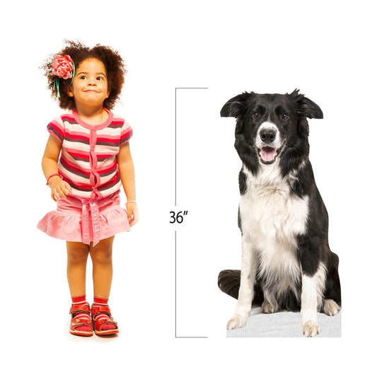 Dog - Border Collie - Life Size Cardboard Cutout Standup People with Support Standee | Animals - - color: Dog - Border Collie