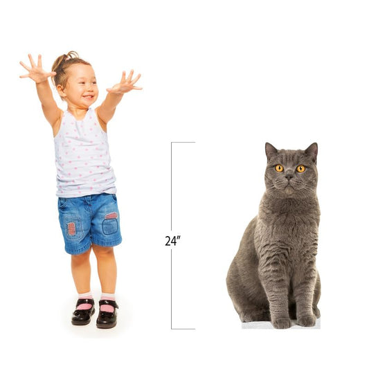 CAT - British Shorthair - Life Size Cardboard Cutout Standup People with Support Standee | Animals - - color: Cat - British Shorthair