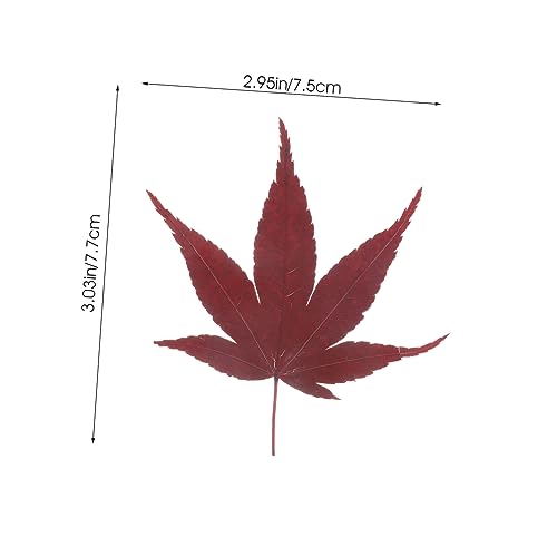 30pcs Sushi Leaves Tray Sashimi Backdrop Japanese Sushi Tray Decor Natural Maple Leaf Decor Serving Leafs Sashimi Dispenser Maple Food Photography for Dessert and Baking