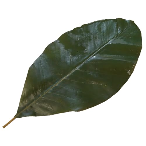 Rainlily Wen Sushi Plate Decoration Green Leaf Real Leaves Big Leaf Houpoea officinalis Leaves Party Decoration (40, Green)