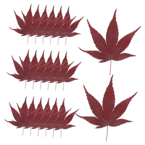 30pcs Sushi Leaves Tray Sashimi Backdrop Japanese Sushi Tray Decor Natural Maple Leaf Decor Serving Leafs Sashimi Dispenser Maple Food Photography for Dessert and Baking