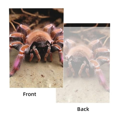 Large Mexican Pink Tarantula Backdrop Background for Photography 5x7ft Photobooth Professional Photo Backdrop Curtains Video Photography Studio Photo Backgrounds Banner Booth Background Screen Parties - color: Large Mexican Pink Tarantula