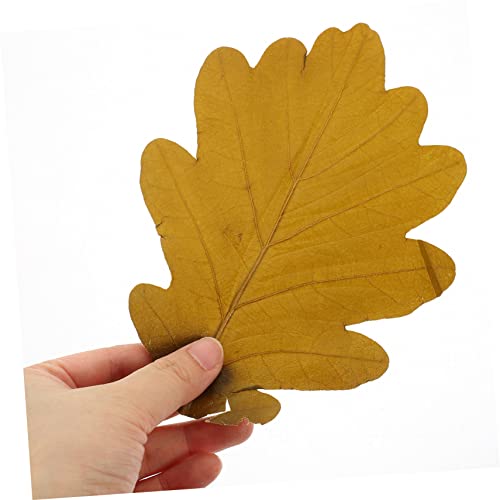 20pcs Sushi Tray Leaf Decor Natural Baking Leaves for Seafood Display Sashimi and Sushi Serving Plates Elegant Japanese Cuisine Presentation for Food Photography