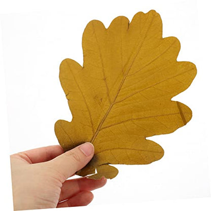 20pcs Sushi Tray Leaf Decor Natural Baking Leaves for Seafood Display Sashimi and Sushi Serving Plates Elegant Japanese Cuisine Presentation for Food Photography