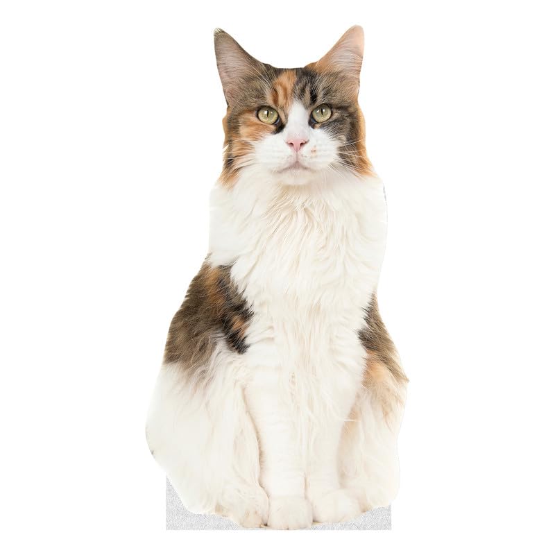 CAT - Calico CAT - Life Size Cardboard Cutout Standup People with Support Standee | Animals - - color: Cat - Calico Cat