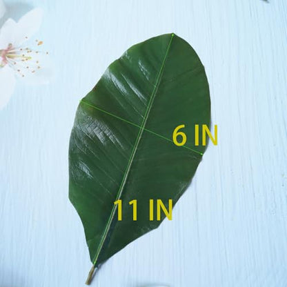Rainlily Wen Sushi Plate Decoration Green Leaf Real Leaves Big Leaf Houpoea officinalis Leaves Party Decoration (40, Green)