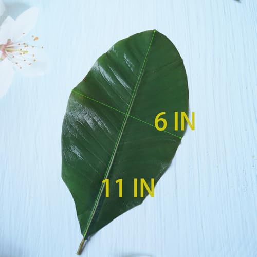 Rainlily Wen Sushi Plate Decoration Green Leaf Real Leaves Big Leaf Houpoea officinalis Leaves Party Decoration (40, Green)