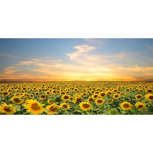 15x10ft Vinyl Sunflowers Field Backdrops for Photography Background Summer Landscape Sunset Blue Sky Outdoor Holiday Party Backdrop Children Adults Portraits Photo Studio - size: 15x10ft