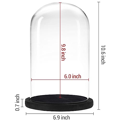 MyGift The Bell Jar Glass Cloche with Black Wood Base, 10 Inch Tall Clear Decorative Glass Dome Display for Plants, Curios, Keepsakes, Heirlooms - color: Black