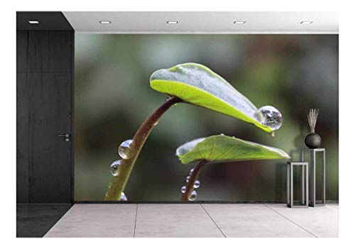 wall26 - Taro Leaves in The Morning Dew - Removable Wall Mural | Self-Adhesive Large Wallpaper - 66x96 inches - color: Artwork - 14, size: 66"x96"