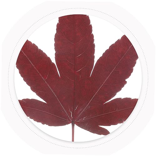 Cabilock 30pcs Natural Maple Leaf Food Decor for Sushi and Sashimi Plating Vacuum Preserved Japanese Style Garnish for Elegant Food Presentation and Photography