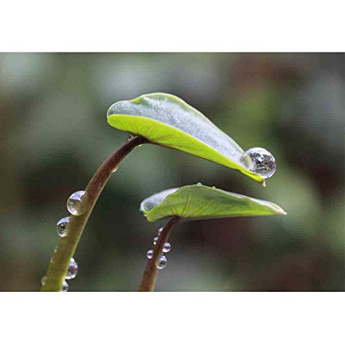 wall26 - Taro Leaves in The Morning Dew - Removable Wall Mural | Self-Adhesive Large Wallpaper - 66x96 inches - color: Artwork - 14, size: 66"x96"