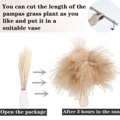 Natural Dried Pampas Grass Decor, Beige Pampas Grass, Bunny Tails Dried Flowers, Reed Grass Bouquet for Wedding Boho Flowers Home Table Decor, Rustic Farmhouse Party (100 in Total ) - size: 100pcs-beige