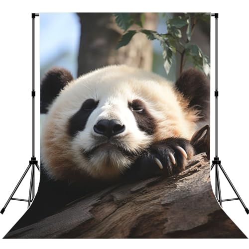 Cute Sleeping Panda Backdrop Background for Photography 5x7ft Photobooth Professional Photo Backdrop Curtains Video Photography Studio Photo Backgrounds Banner Booth Background Screen Parties - color: Cute Sleeping Panda