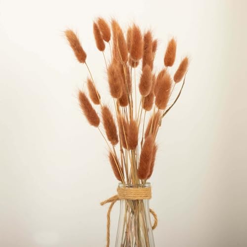 Efavormart 50 Pack 15 inch Chocolate Brown Rabbit Tail Dried Pampas Grass, Earthy Bunny Tail Grass Stems for Rustic Farmhouse Decor and Fall Table Centerpieces - color: Brown, size: 15"