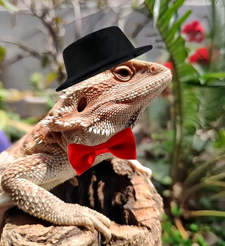 Bearded Dragon Clothes Costume Pet Lizard Outfit Set Small Reptile Business Suit for Photo Props & Daily Wear,Adjustable Hat and Bowtie for Gecko Chameleon Amphibians Ferret Hamster - color: Business Suit-Black