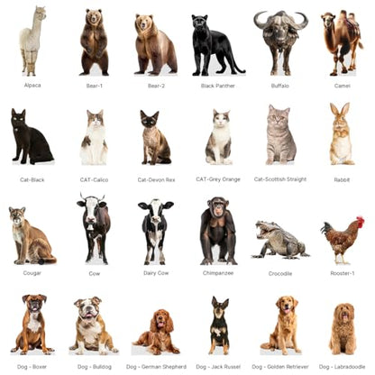 CAT - Devon REX - Life Size Cardboard Cutout Standup People with Support Standee | Animals - - color: Cat - Devon Rex