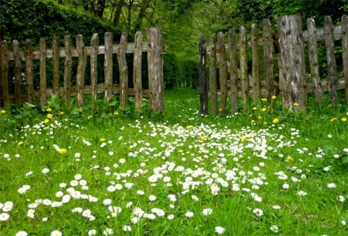 AOFOTO 8x6ft Spring Garden Daisy Flower Backdrop Rustic Wood Fence Summer Meadow Photography Background Forest Wonderland Grass Florets Country Hiking Suburbs Picnic Girl Boy Scouts Photo Studio Props - size: 8x6ft