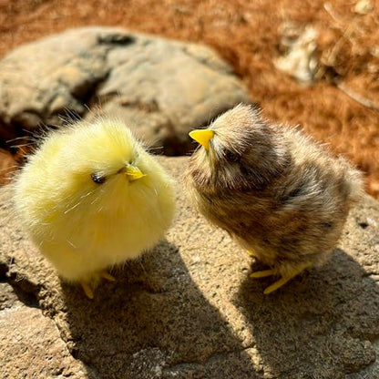 2 x Realistic Fluffy Baby Chickies Decor Set - Lifelike Spring Chickens & Fuzzball Easter Tabletop Decorations, Farmhouse Photo Props, Basket Fillers, Home Ornaments