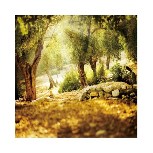 Leyiyi 10x10ft Natural Scenery Backdrop Olive Trees Sunshine Wonderland Dreamy Haze Blurred Background Stone Natural Forest Landscape Video Photo Studio Prop - size: 10x10ft