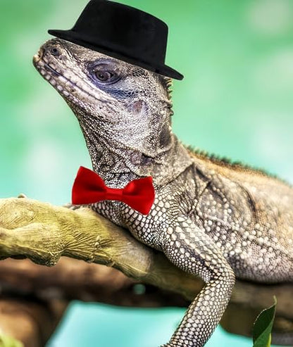 Bearded Dragon Clothes Costume Pet Lizard Outfit Set Small Reptile Business Suit for Photo Props & Daily Wear,Adjustable Hat and Bowtie for Gecko Chameleon Amphibians Ferret Hamster - color: Business Suit-Black