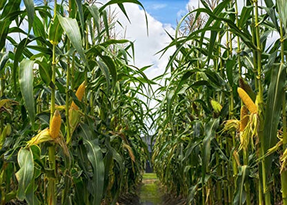 BELECO 9x6ft Green Cornfield Backdrop Fabric Rural Corn Fields Maize Photography Background Farmland Crops Fall Harvest Theme Party Decor Backdrop Coutryside Farm Agriculture Scenery Photo Props - size: 9x6FT