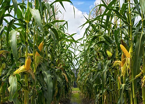BELECO 15x8ft Green Cornfield Backdrop Fabric Rural Corn Fields Maize Photography Background Farmland Crops Fall Harvest Theme Party Decor Backdrop Coutryside Farm Agriculture Scenery Photo Props - size: 15x8FT