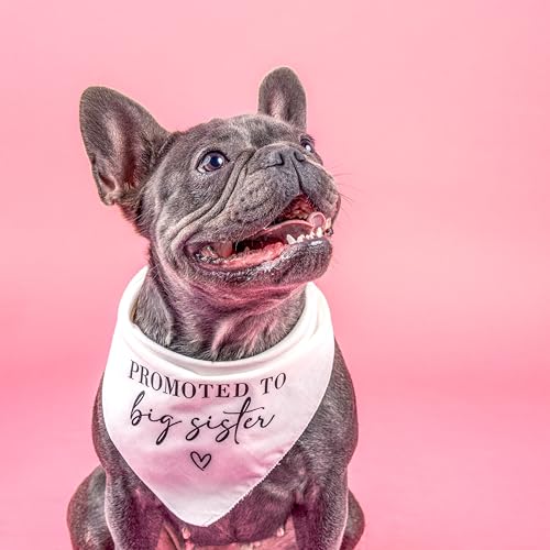 Promoted to Big Sister Dog Bandana | 100% Cotton | Pregnancy Announcement Photoshoot Prop | New Baby Made in USA | Assorted Colors & Sizes (692) (Natural, X-Small) - color: Natural, size: X-Small