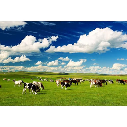 Green Meadow Cows Backdrop Rural Pasture Cows Group Grazing on Grassland Photography Background White Clouds Blue Sky Green Grass Meadow Farm Themed Party Backdrop for Photo Studio Props 5x3ft - color: Green Blue, size: 5x3ft