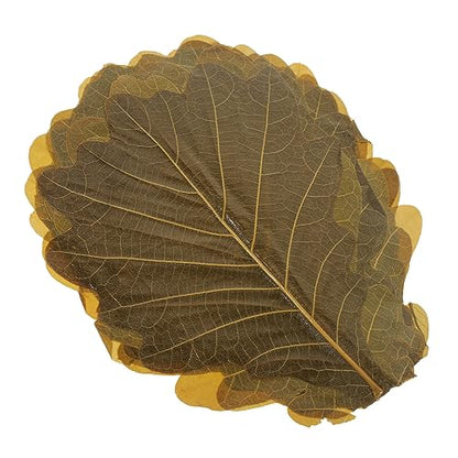 20pcs Sushi Tray Leaf Decor Natural Baking Leaves for Seafood Display Sashimi and Sushi Serving Plates Elegant Japanese Cuisine Presentation for Food Photography