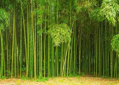6x4ft Fabric Bamboo Forest Backdrop Park Green Bamboo Trees Forest Natural Texture Photography Background Natural Home Wallpaper Decor Photo Props - size: 6x4FT