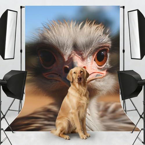 Cute Ostrich Backdrop Background for Photography 5x7ft Photobooth Professional Photo Backdrop Curtains Video Photography Studio Photo Backgrounds Banner Booth Background Screen Parties - color: Cute Ostrich