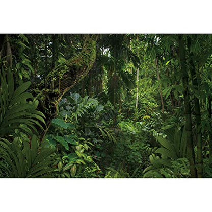 8x6ft Jungle Forest Photography Backdrop for Outdoorsy Camping Theme Party Background Spring Mysterious Rainforest Jungle Forest Tree Natural Scenery Kids Adult Wedding Photo Studio Props - size: 8x6ft