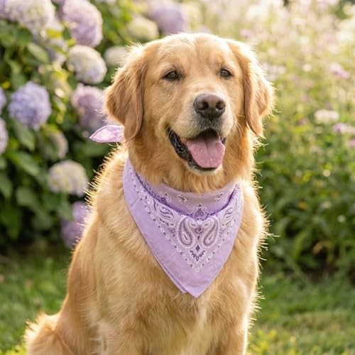 The Peacock Crew Premium Soft Cotton Bandanas Pack for Men and Women Paisley 22 x 22 inches - color: Pack of 10 Lavender