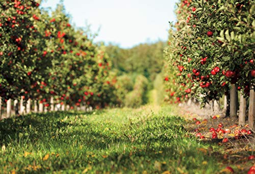 Yeele 5x4ft Apple Orchard Backdrop for Photography Fallen Red Apple Farm Natural Autumn Harvest Scene Background for Fall Harvest Party Decor Photo Studio Shoot Props Vinyl - size: 5x4ft