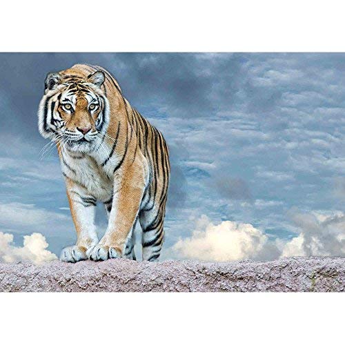 wall26 - Siberian Tiger Ready to Attack Looking at You in The Rocks Background - Removable Wall Mural | Self-Adhesive Large Wallpaper - 66x96 inches - color: Artwork - 13, size: 66"x96"
