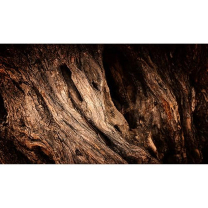 Tree Trunk Texture Aquarium Background Wood Tree Bark Reptile Tank Background Aged Rough Natural Wooden Bark Habitat Terrarium Background Wooden Textured Aquarium Fish Tank Background Decor 24x12in - size: 24(W)x12(H)inches/ 60(W)*30cm(H)
