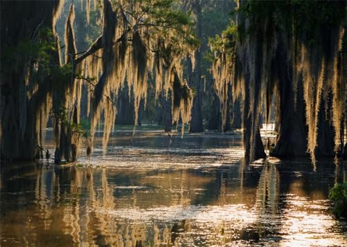 Swamp Landscape Backdrop Bald Cypress Trees and Spanish Moss Rainforest Photography Background Party Photo Booth Props, 12x8FT - size: 12X8FT