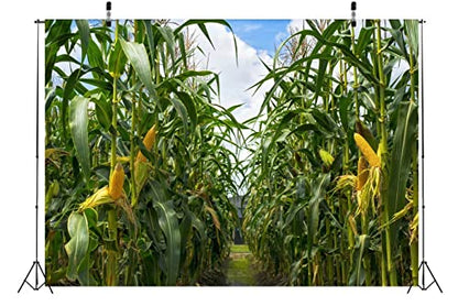 BELECO 15x10ft Green Cornfield Backdrop Fabric Rural Corn Fields Maize Photography Background Farmland Crops Fall Harvest Theme Party Decor Backdrop Coutryside Farm Agriculture Scenery Photo Props - size: 15x10FT