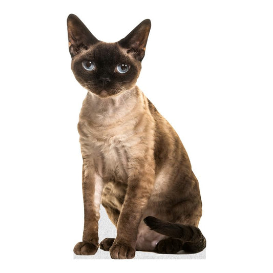CAT - Devon REX - Life Size Cardboard Cutout Standup People with Support Standee | Animals - - color: Cat - Devon Rex