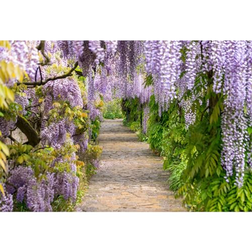 12x8ft Background for Purple Cirrus Pathway Photography Backdrop Purple Wisteria Violet Vine Wedding Ceremony Anniversary Honeymoon Birthday Children Adults Photo Studio Vinyl Props - size: 12x8ft