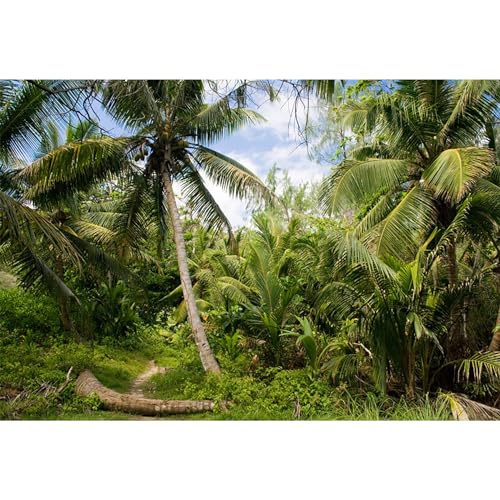12x8ft Tropical Island Backdrops for Photography Coconut Palm Trees Background Island Wedding Backdrop Summer Theme Party Siesta Holiday Green Spring Summer Photo Studio Video Props - size: 12x8ft