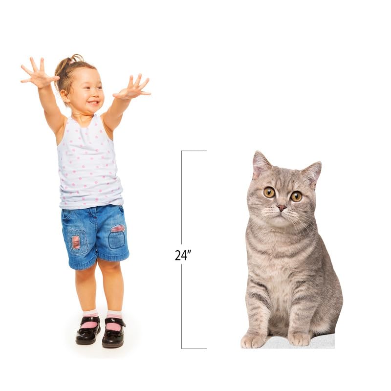 CAT - Scottish Straight - Life Size Cardboard Cutout Standup People with Support Standee | Animals - - color: Cat - Scottish Straight