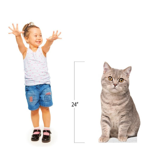 CAT - Scottish Straight - Life Size Cardboard Cutout Standup People with Support Standee | Animals - - color: Cat - Scottish Straight