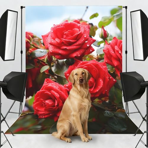 Red Roses Bush in The Garden Backdrop Background for Photography 5x7ft Photobooth Professional Photo Backdrop Curtains Video Photography Studio Photo Backgrounds Banner Booth Background Screen Parties - color: Red Roses Bush In The Garden