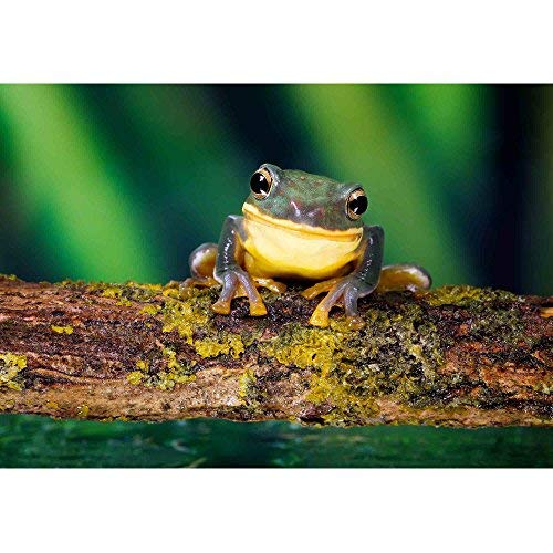 wall26 - Smile! a Little Frog Smiling at The Camera - Removable Wall Mural | Self-Adhesive Large Wallpaper - 66x96 inches - color: Artwork - 19, size: 66"x96"